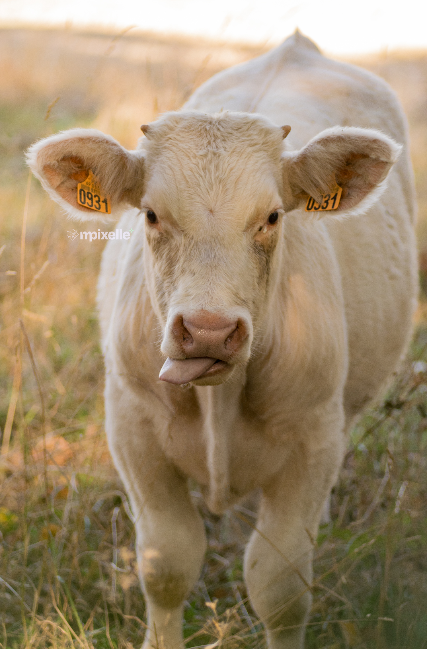 Photographie d'une vache blanche qui tire la langue dans une jolie atmosphère de début de printemps : herbe jaune-verte, douce lumière jaune d'un coucher de soleil