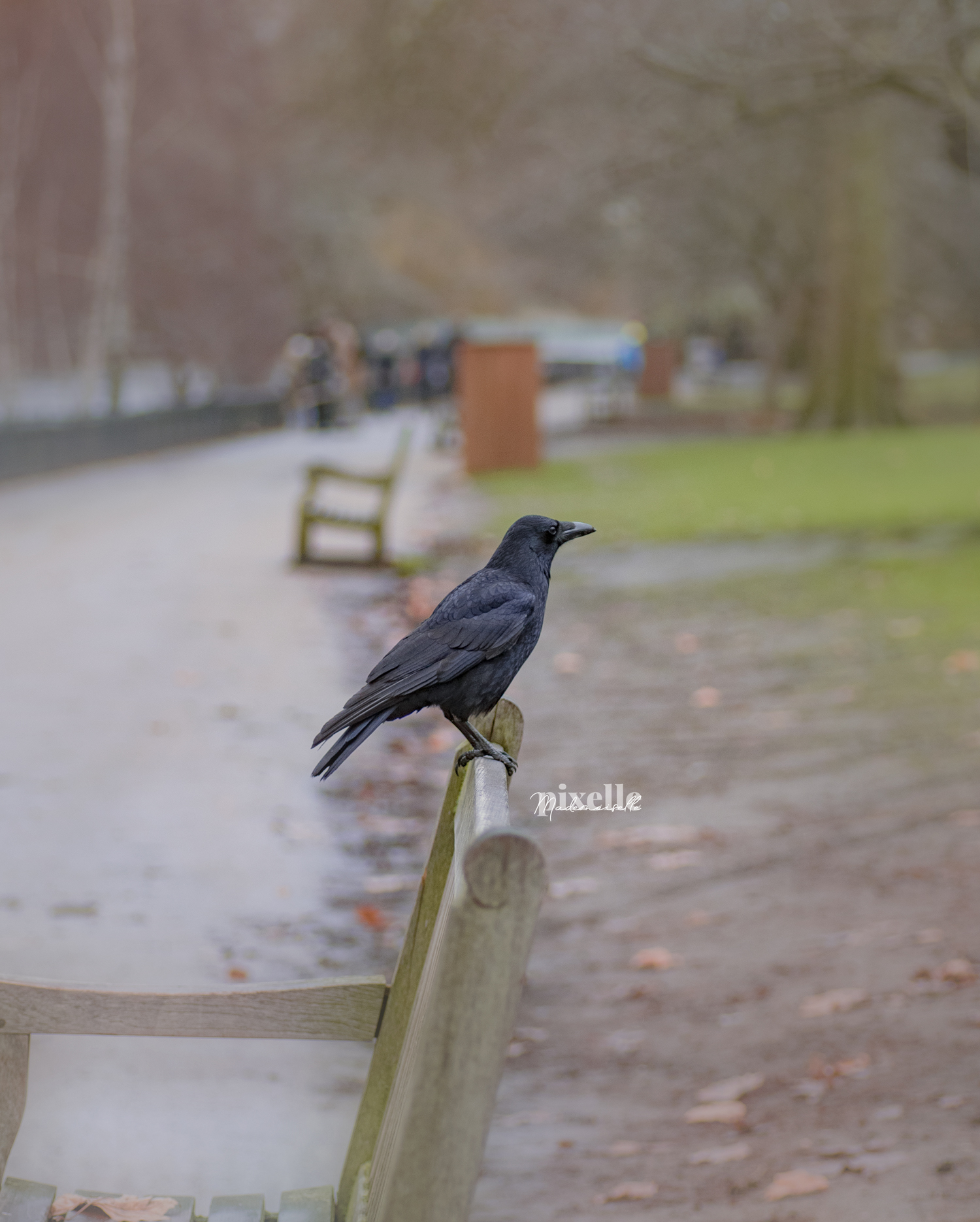 Photo d'un très joli corbeau perché sur le dossier d'un banc à Hyde Park, Londres. Le temps est typiquement anglais : gris et humide, il n'y a presque personne dans le fond flouté par la mise au point sur ce très bel oiseau
