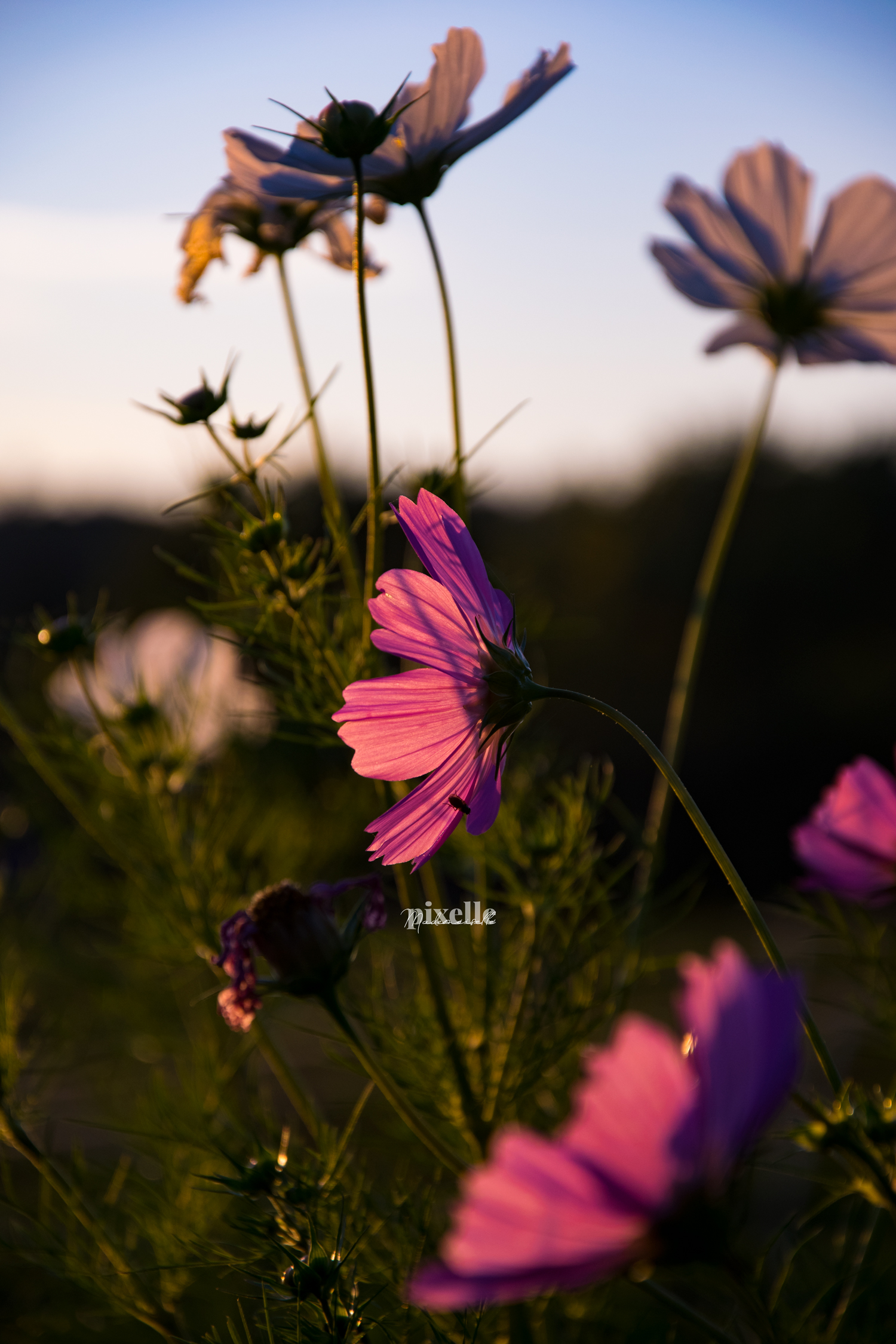 Photographie macro de fleurs jaunes et roses dans la lumière dorée d’un coucher de soleil. J’espère avoir réussi à retranscrire le calme et la beauté de cet instant de quiétude au milieu de nulle part..